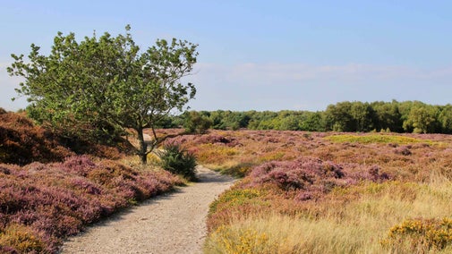 Footpath through heather at Dunwich Heath and Beach, Suffolk